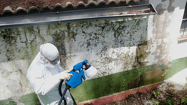 Trusted Black Mold Removal service in Glenmoore, PA - Cheap Mold Removal